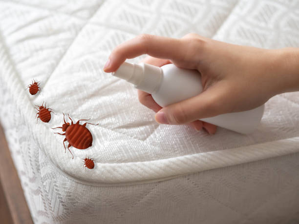 Best Spider Control Near Me  in Holley, FL