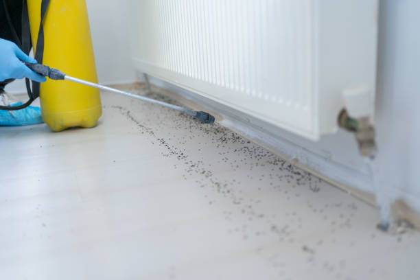 Best Pest Control Near Me  in Holley, FL
