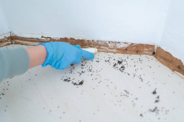 Best Wasp Removal Services  in Holley, FL